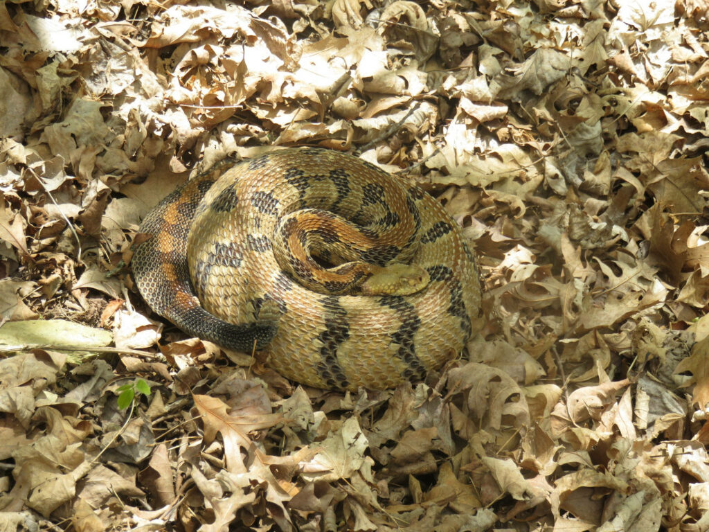 Timber Rattler Snake Wallpaper: Nature's Stunning Camouflage