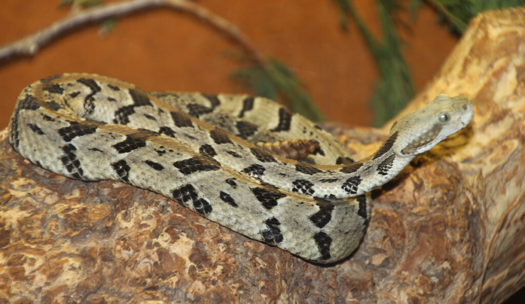 Elegant Timber Rattlesnake Wallpaper: Nature's Striking Beauty