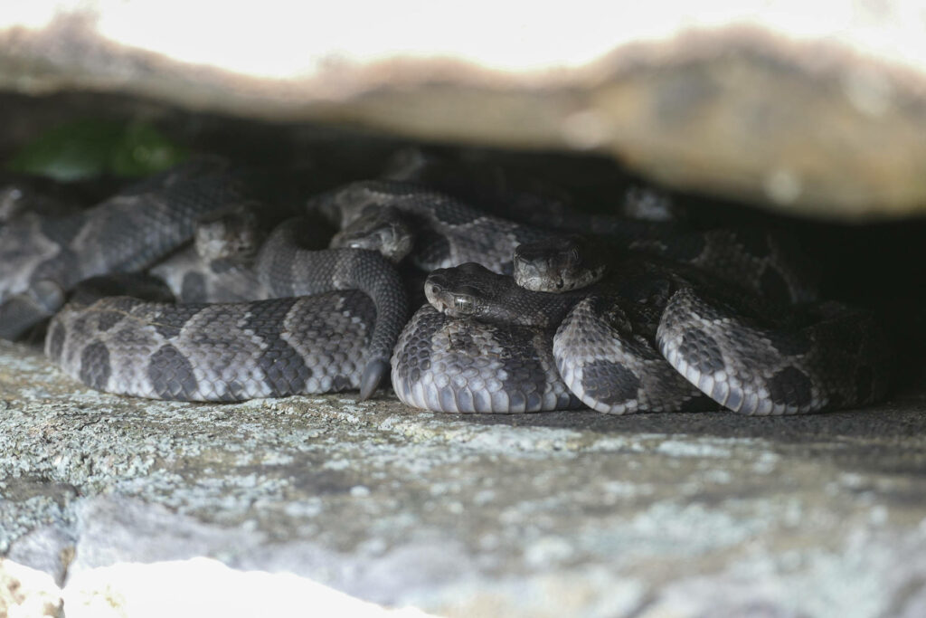 Camouflaged Timber Rattlesnakes Wallpaper: Textured Rocky Habitat