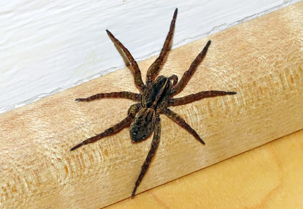 Timber Wolf Spider Wallpaper: Natural Habitat & Earthy Tones