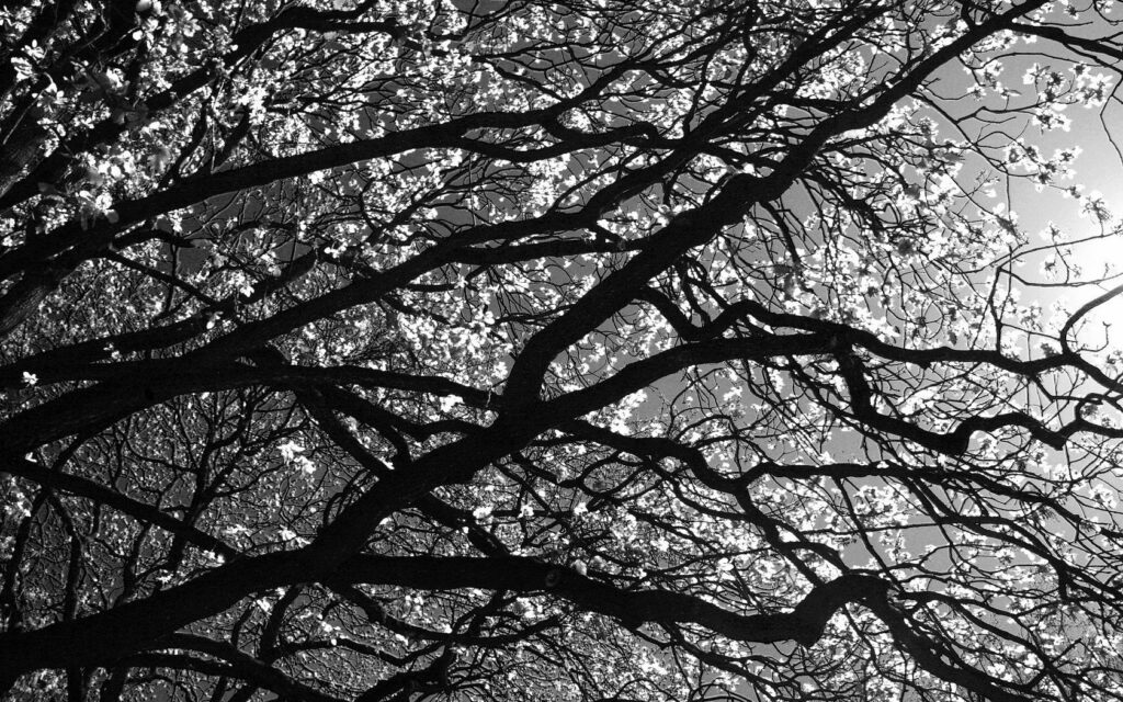 Black and white wallpaper of intricate tree branches silhouette against softly lit sky background