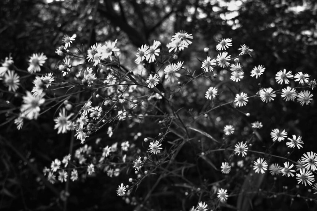 Serene Black and White Wildflower Wallpaper Background