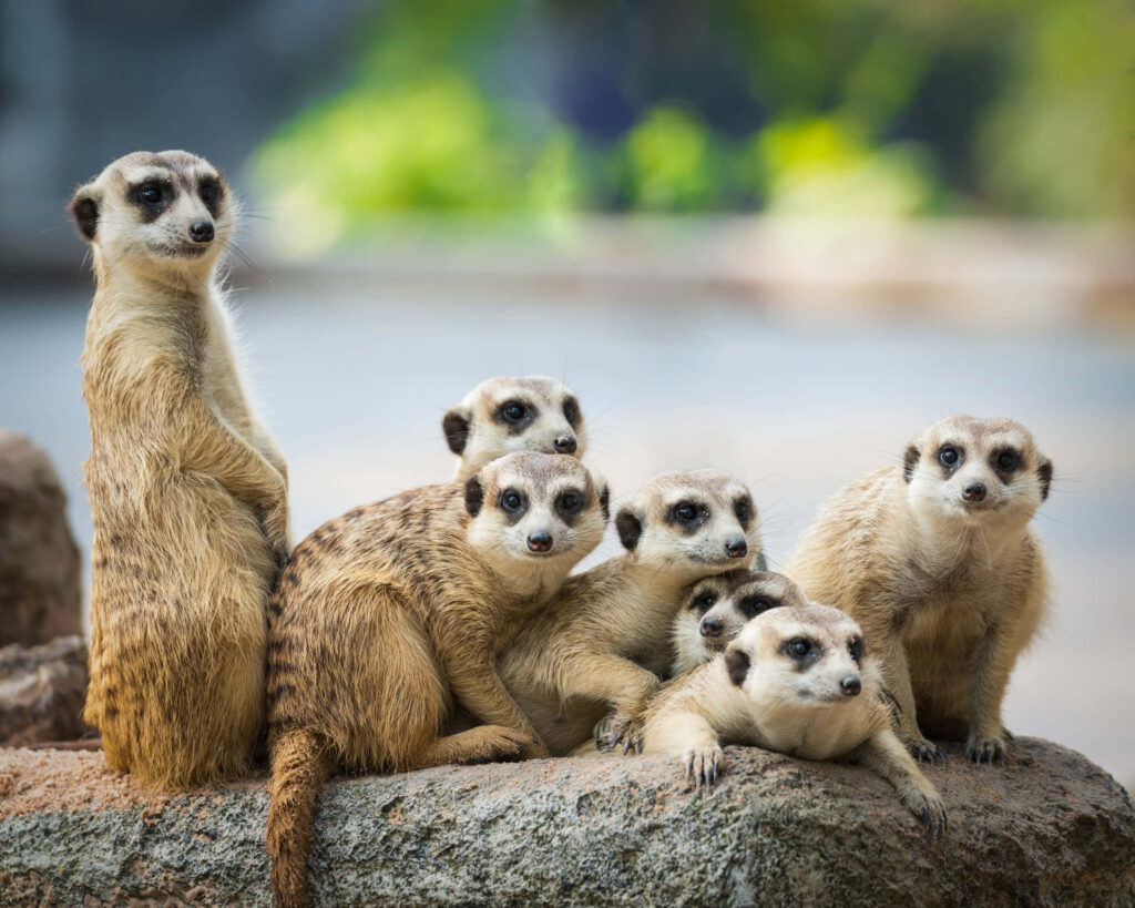 Charming Meerkats on Rock: Nature's Beauty in Soft Light Wallpaper