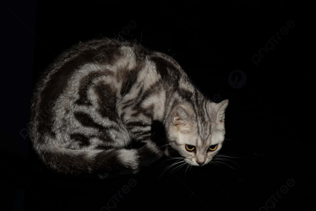 Mysterious Timid Kitten with Striking Fur in Cozy Shadows Wallpaper
