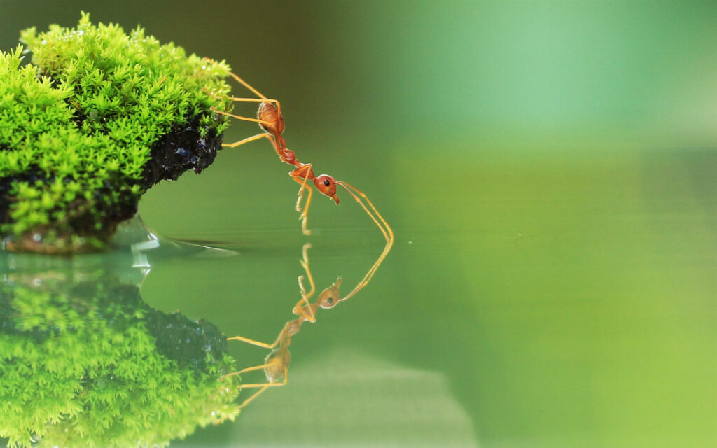 Tiny ant on moss edge reaching over calm water with clear reflection nature closeup wallpaper