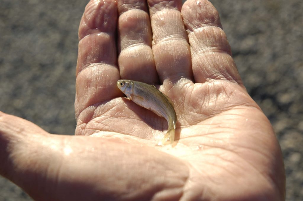 Tiny fathead minnow resting on human palm with silvery scales in bright natural light wallpaper