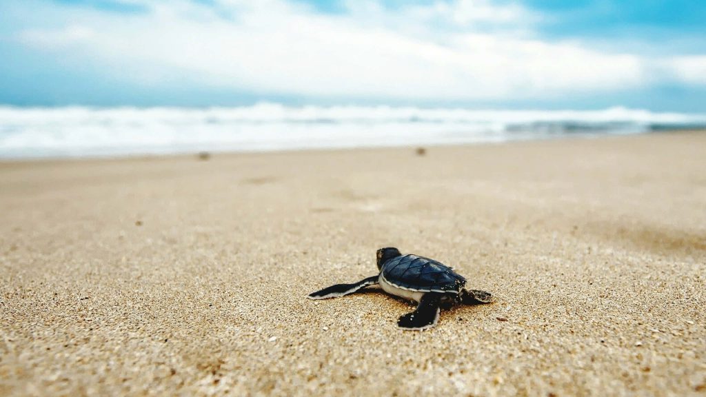Tiny sea turtle hatchling crawling on sunlit sandy beach toward ocean surf peaceful nature wallpaper
