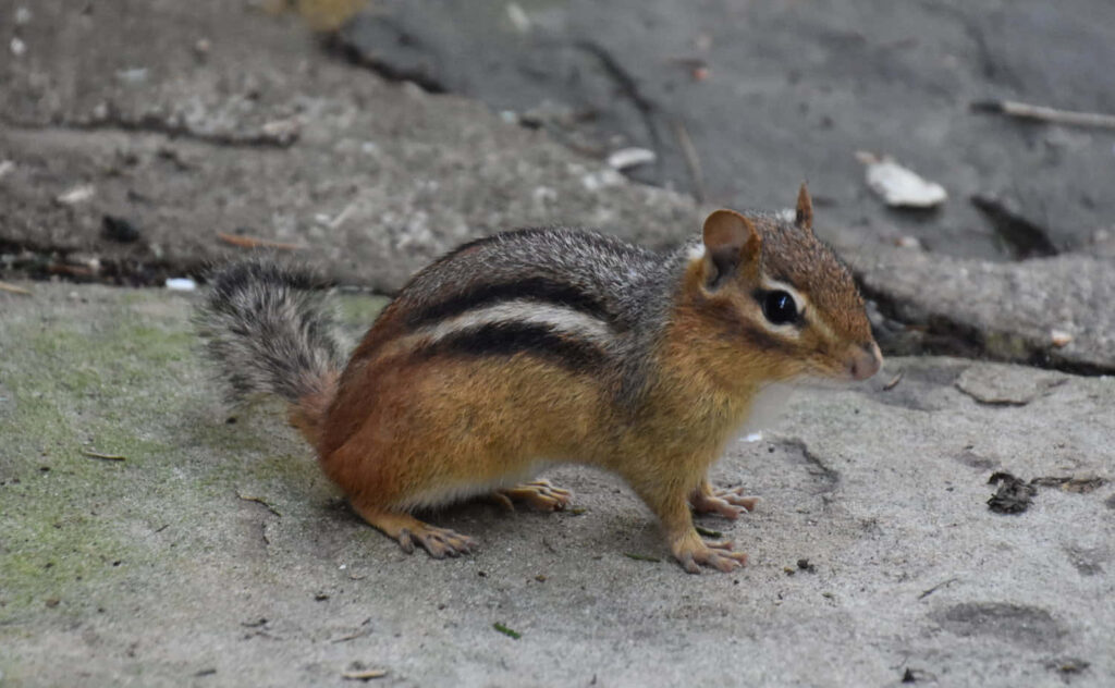 Charming Brown Chipmunk Wallpaper with Striking Markings