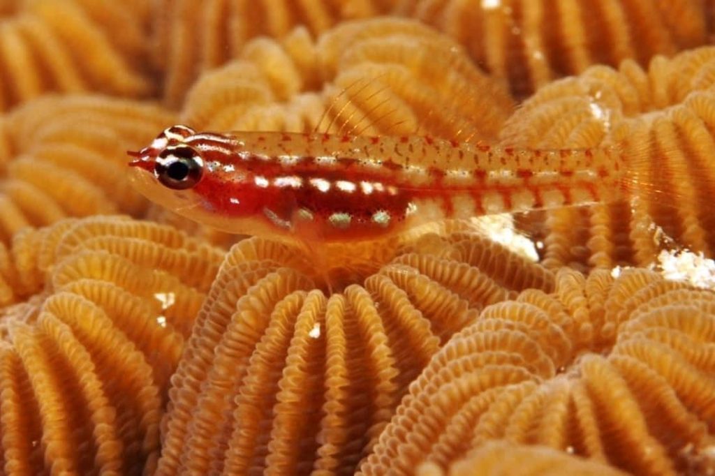 Tiny translucent goby fish on golden textured coral vibrant orange macro reef background Wallpaper