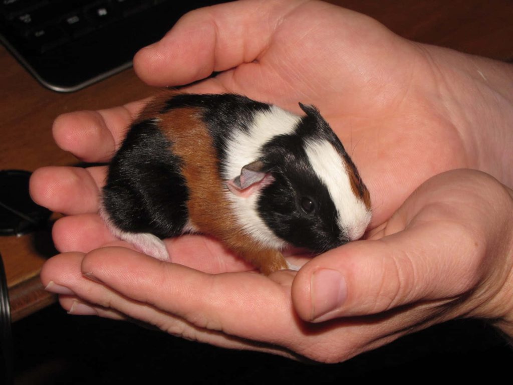 Close-up of a tiny tri-color guinea pig with black white and brown fur in cupped hands Wallpaper