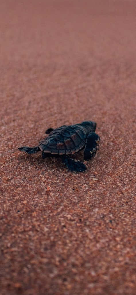 Tiny turtle crawling on smooth sand minimalist iPhone HD wallpaper serene natural scene