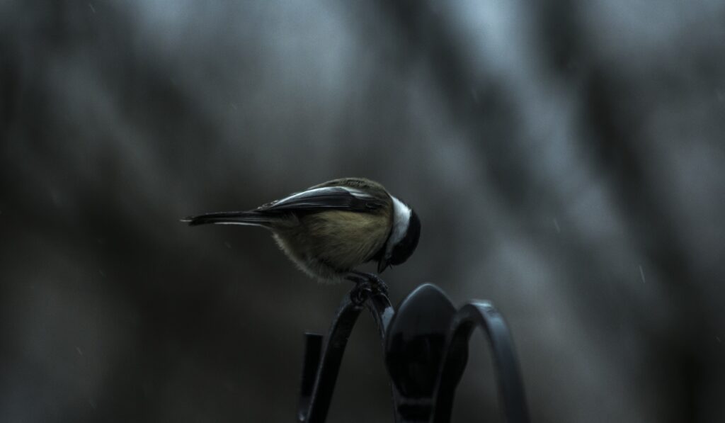 Graceful Titmouse Perched on Metal: Serene Natural Background Wallpaper