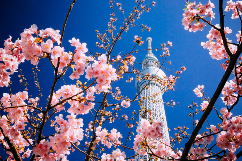 Tokyo Skytree and Sakura Blossoms Wallpaper - Serene Blue Background