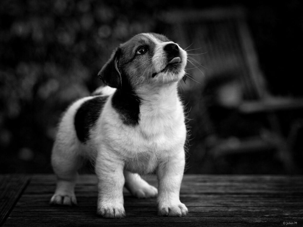 Adorable Monochrome Shot: Energetic Puppy Playfully Sticks Out Tongue Wallpaper
