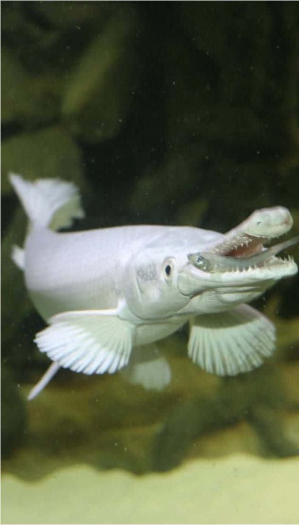 Pale Gar fish swimming in dark green water with smaller fish caught in its jaws underwater Wallpaper