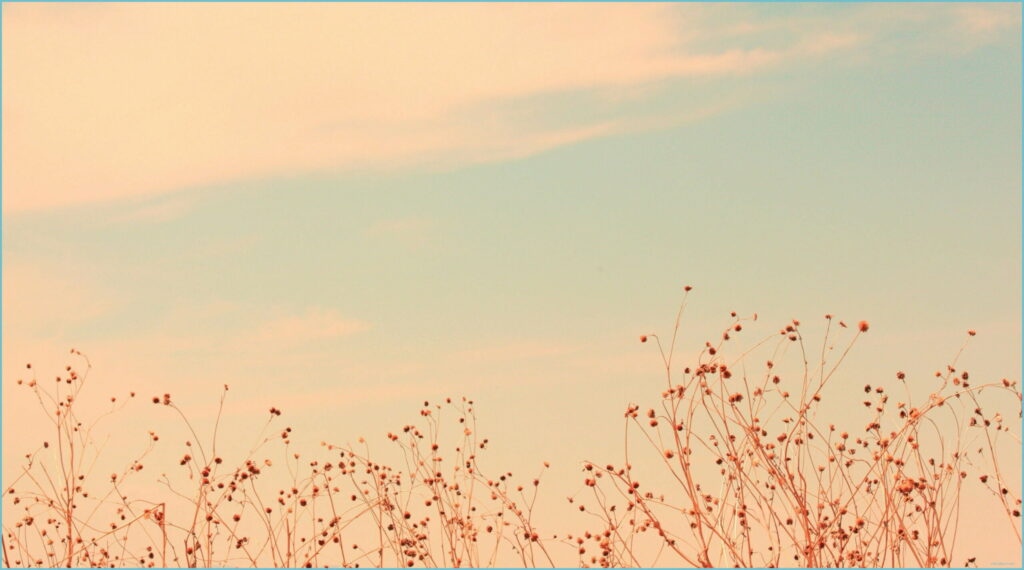 Serene Elegance: Exquisite Soft Aesthetic Computer Wallpaper in QHD