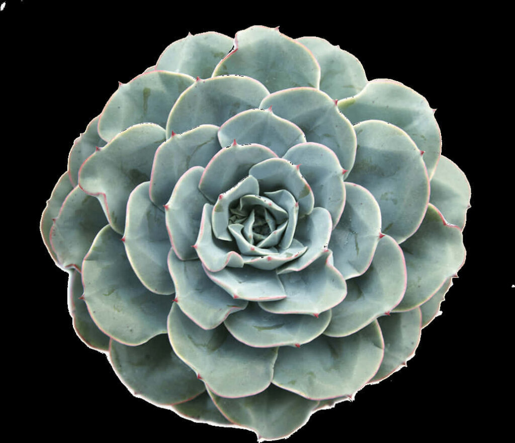 Top View Echeveria Glauca Wallpaper: Soothing Green Succulent Art