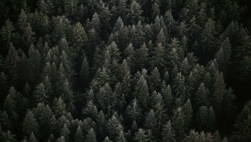 Top view of dense evergreen forest with rich green hues and natural textures wallpaper background