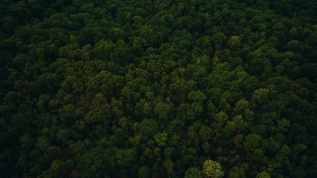 Aerial view of dense vibrant green forest canopy creating a serene natural wallpaper background