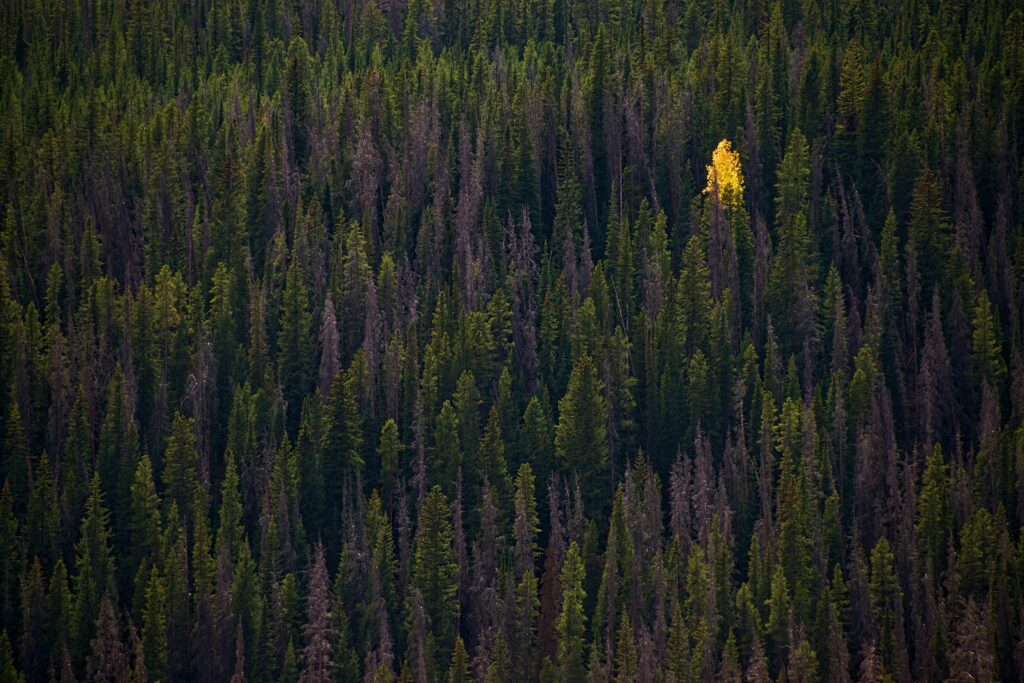 Top view dense forest with green pine trees and a single bright yellow tree in autumn wallpaper background