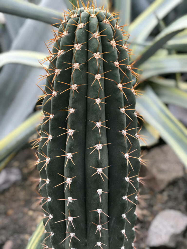 Close-up of torch cactus with sharp spikes showcasing unique texture and natural resilience wallpaper