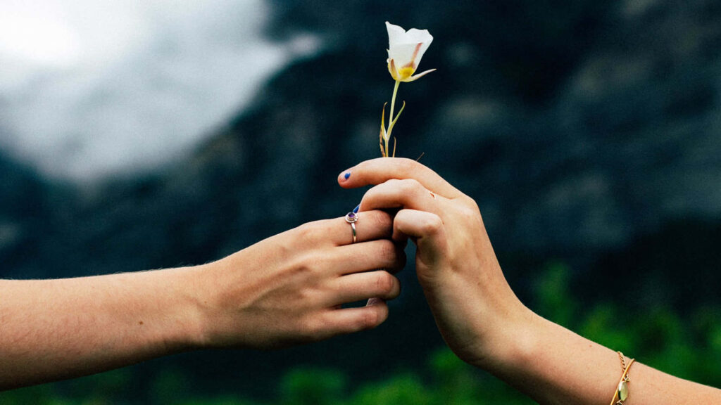 Hands Reaching with White Flower | Touching Nature Wallpaper