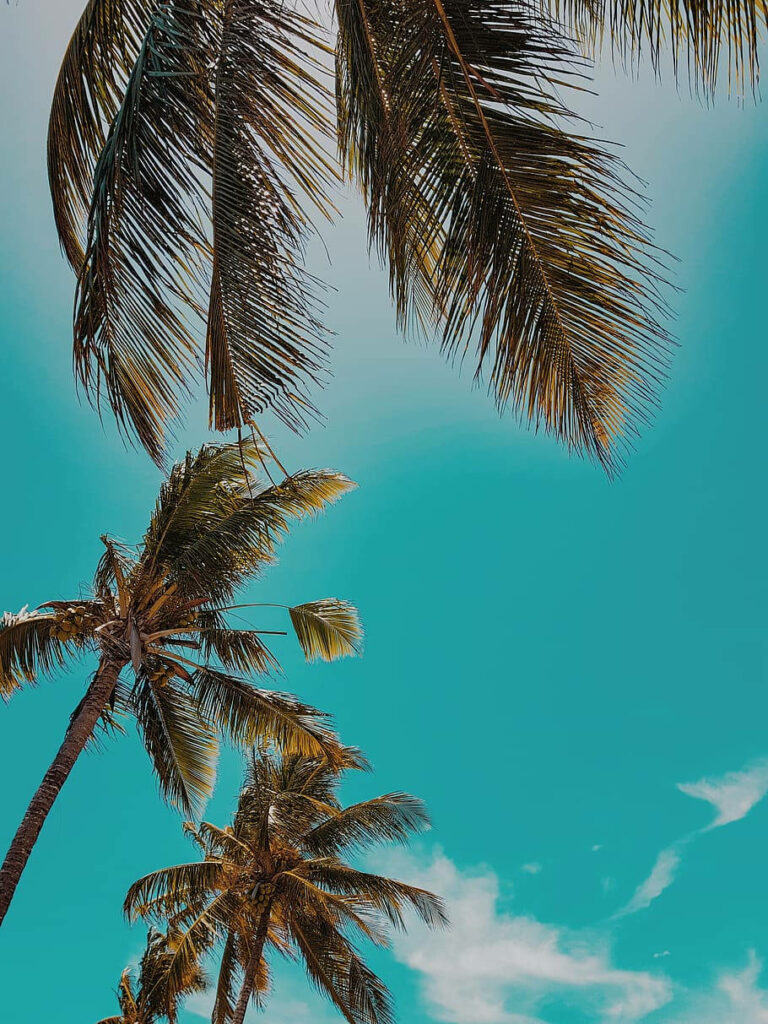 Low angle view of tall coconut trees sway under vibrant turquoise sky tropical summer wallpaper