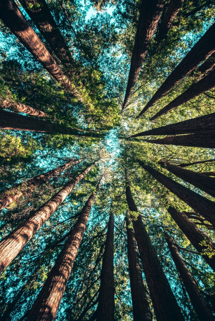 View from forest floor of tall tree trunks and green leaves under bright blue sky sunlight filtering Wallpaper