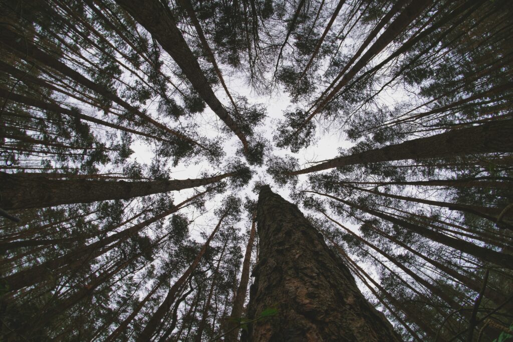 Bottom view of dense forest tall trees reaching sky lush green branches earthy tones wallpaper