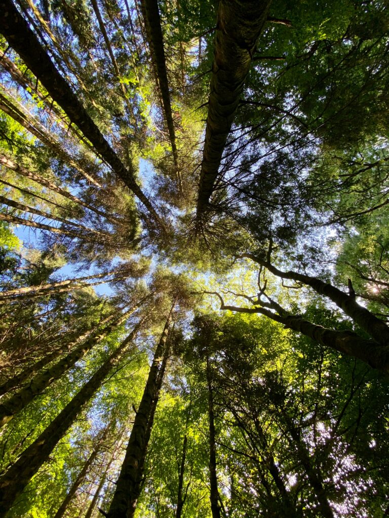 Bottom view of towering pine trees with sunlight filtering through green forest foliage wallpaper