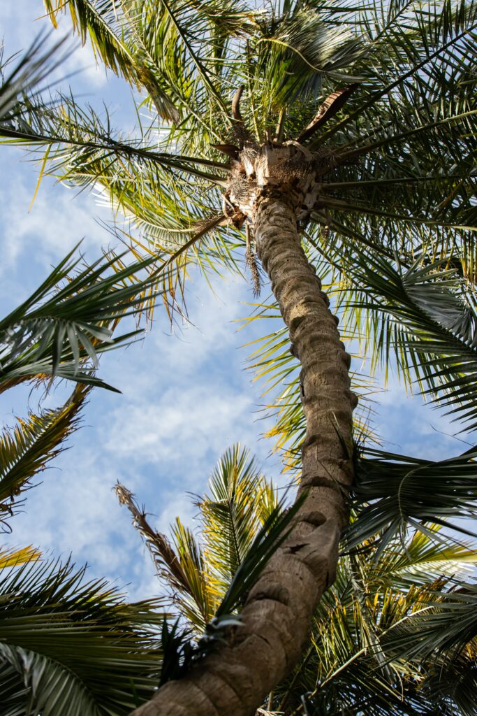 Tall palm tree with vibrant green leaves against bright blue sky and scattered clouds wallpaper