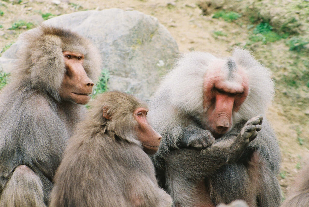 Tranquil African Wilderness: Baboons in Natural Background Wallpaper
