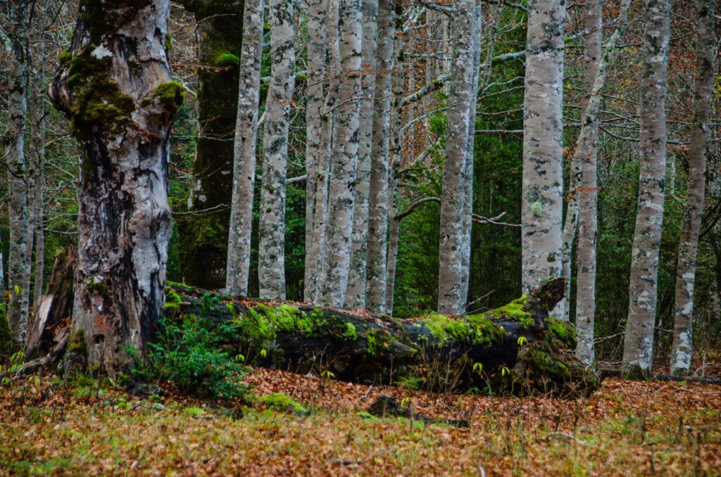 Serene autumn birch forest with mossy fallen log and earthy leaves peaceful woodland wallpaper