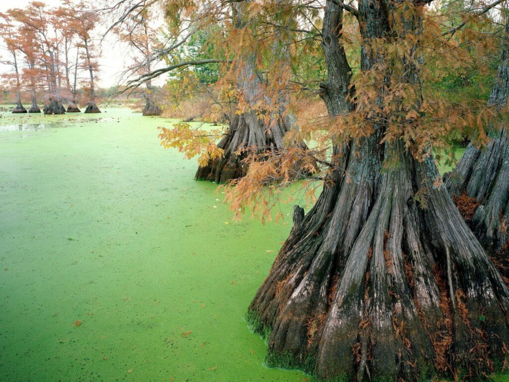 Autumn swamp wallpaper with towering trees twisted roots lush green bog fall foliage background