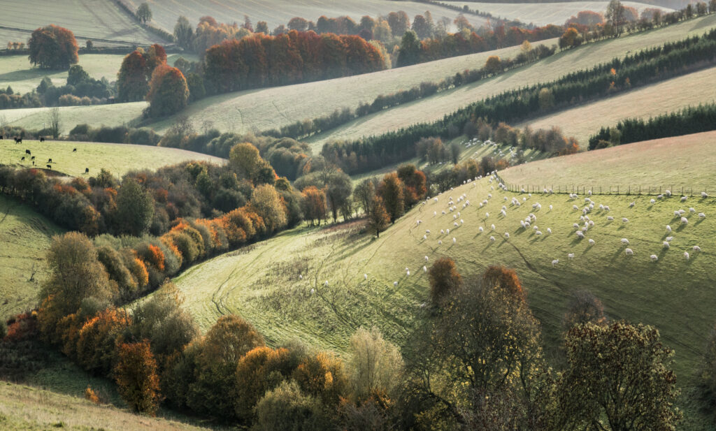 Peaceful countryside wallpaper with rolling fields grazing sheep and vibrant autumn trees landscape