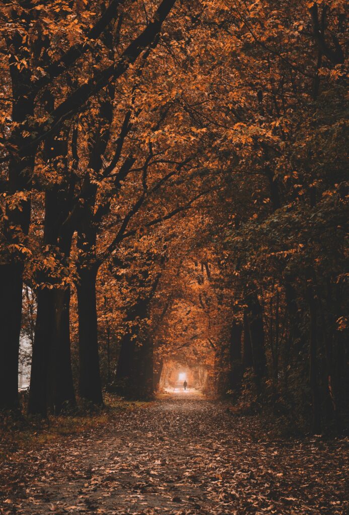 Winding forest path with vibrant autumn leaves creating a peaceful fall nature tunnel wallpaper