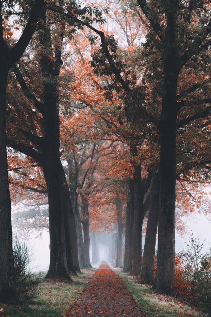 Tranquil autumn forest path with orange red leaves and misty dreamy fall season wallpaper