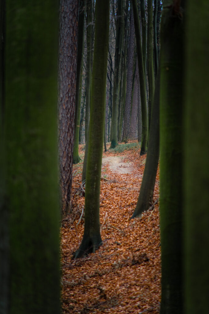 Winding forest path surrounded by tall trees and vibrant autumn leaves in serene fall nature Wallpaper