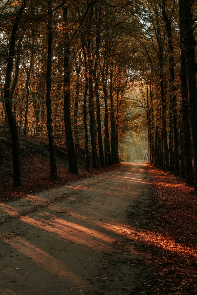 Serene autumn forest path with golden sunlight filtering through tall trees and fallen leaves Wallpaper