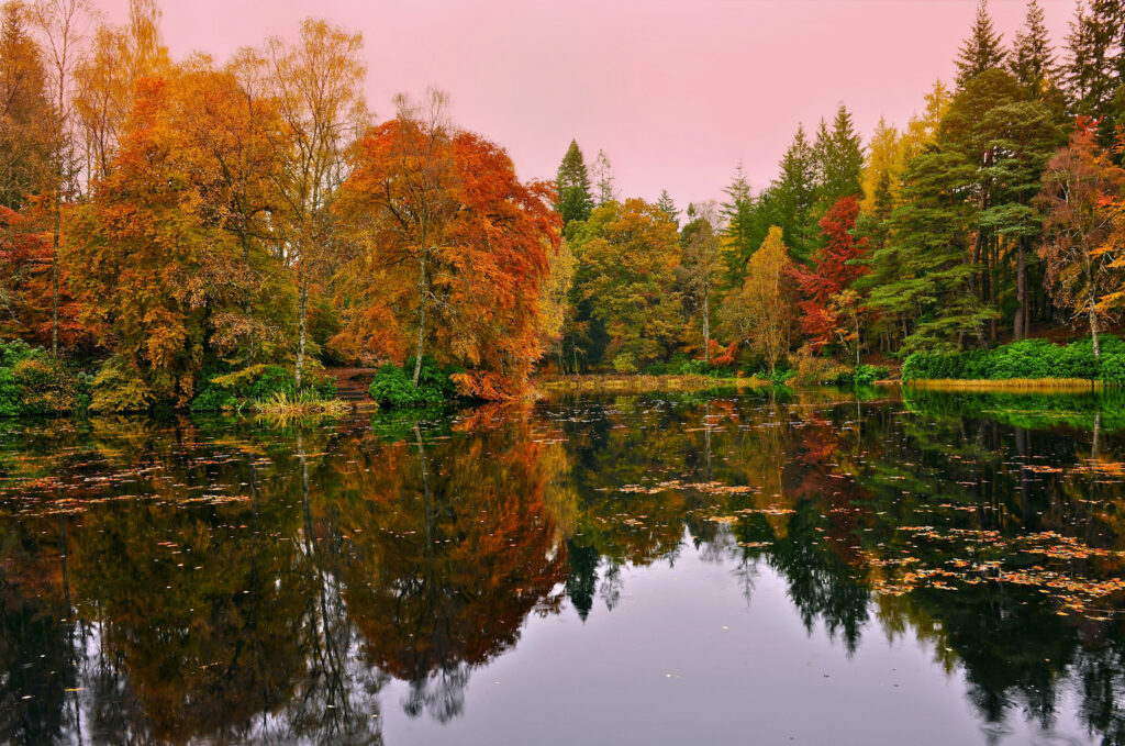 Autumn forest with vibrant orange red gold leaves reflected in calm lake under soft pink sky wallpaper