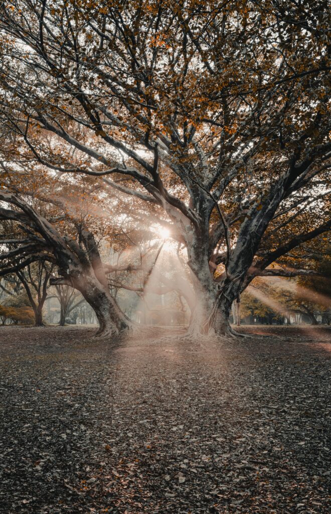 Sunlight through tall trees lighting autumn leaves on forest floor warm tranquil nature scene Wallpaper