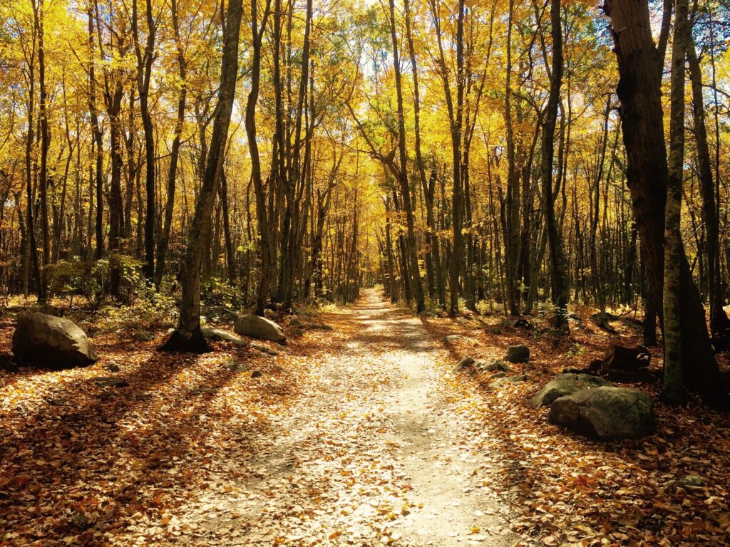 Tranquil autumn forest trail with tall golden trees and sunlight filtering through branches Wallpaper