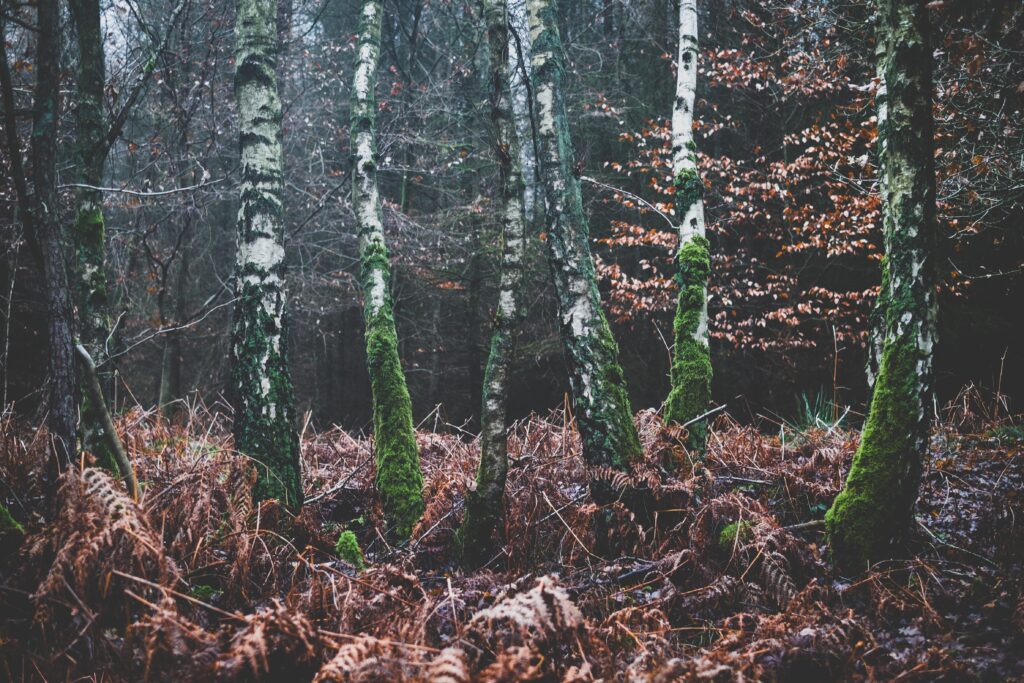 Tranquil autumn forest wallpaper with mossy trees rusty ferns and fallen leaves background