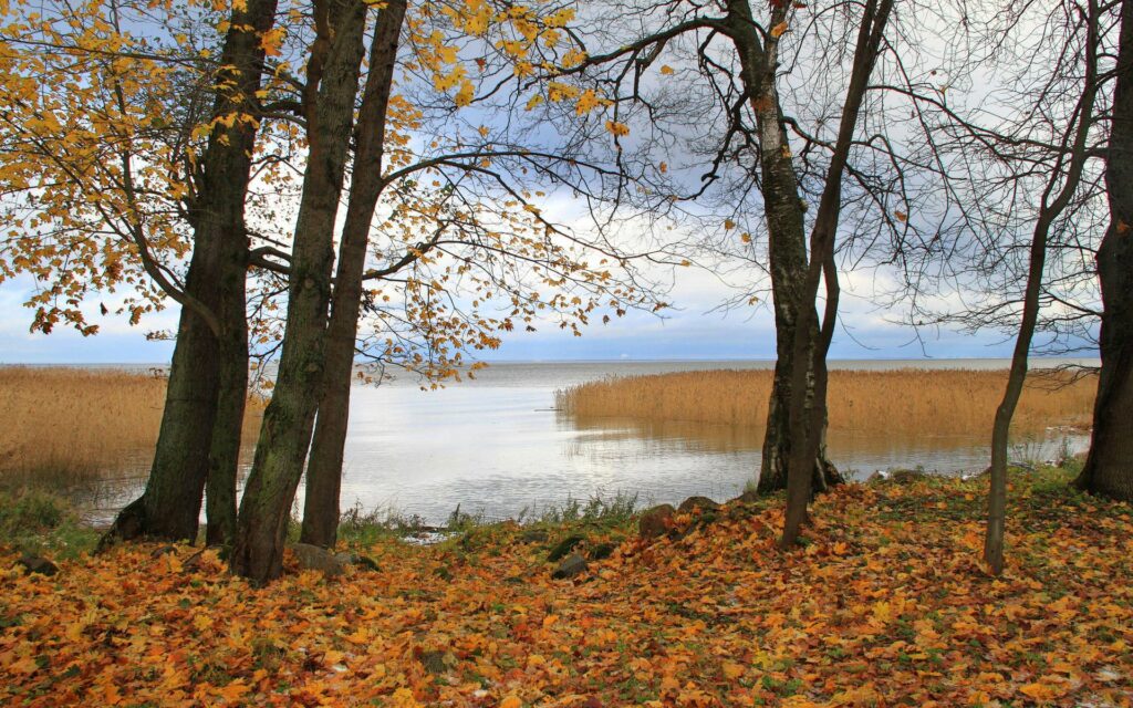Tranquil autumn scene in Germany with golden trees and calm reflective water wallpaper background
