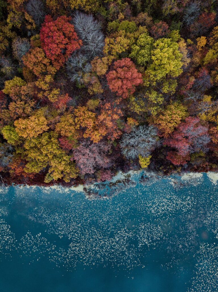 Aerial view of tranquil lake surrounded by vibrant autumn forest with red orange yellow trees Wallpaper