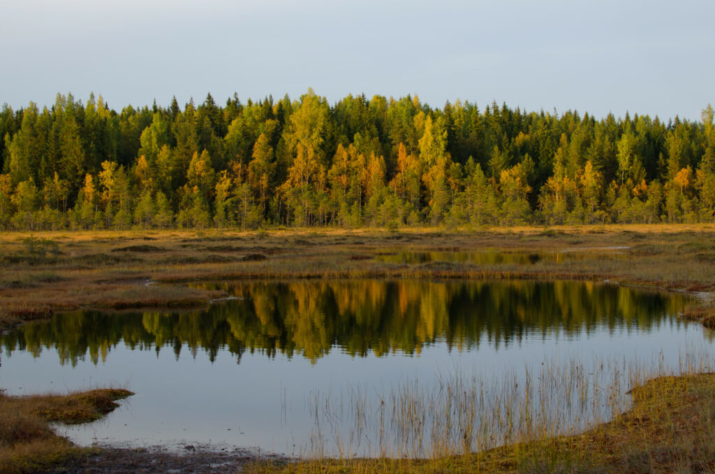 Tranquil autumn lake with golden trees and tall grass reflected in calm water wallpaper background