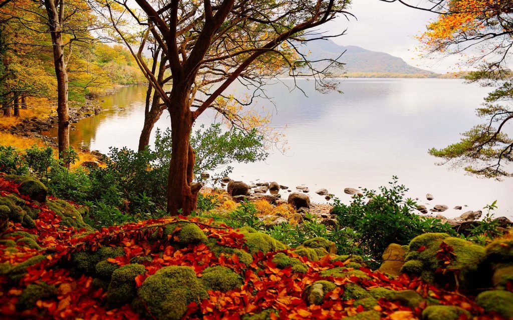 Tranquil autumn lake with vibrant orange leaves mossy rocks calm water and weathered trees Wallpaper