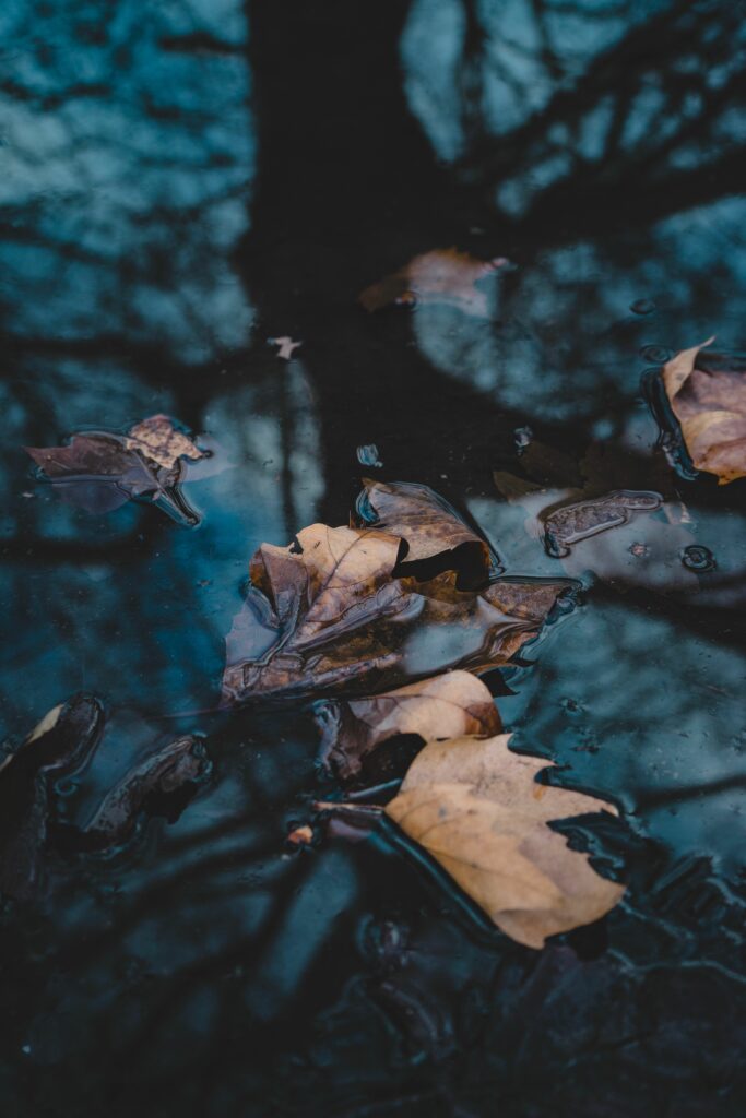 Serene Autumn Leaves Reflection Wallpaper - Tranquil Nature Scene