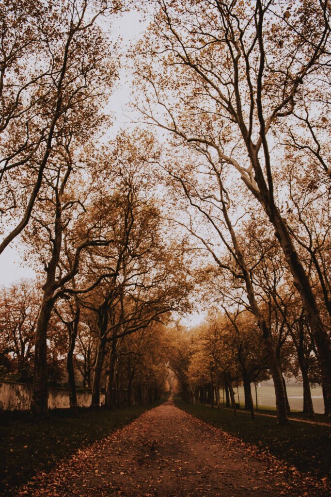 Peaceful park alley with tall trees and golden autumn leaves forming a warm canopy background Wallpaper