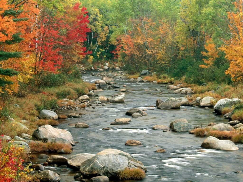Serene river flowing over smooth rocks surrounded by vibrant red orange and gold autumn trees Wallpaper